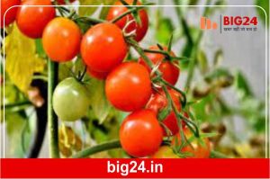 Tomato Price Hike