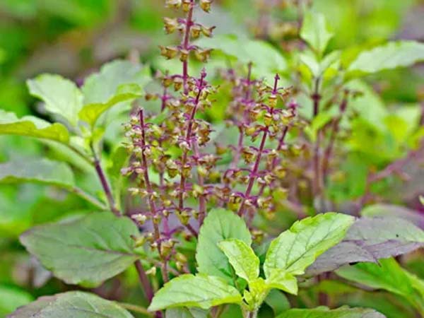 Tulsi Tips