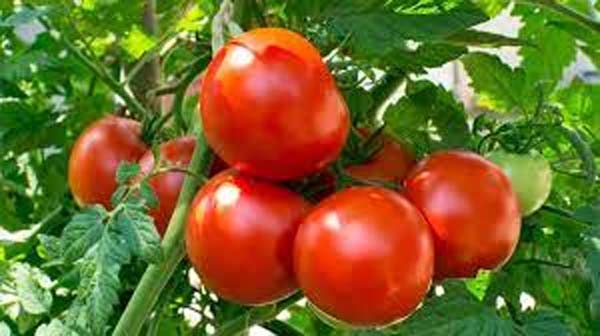 Tomato Price