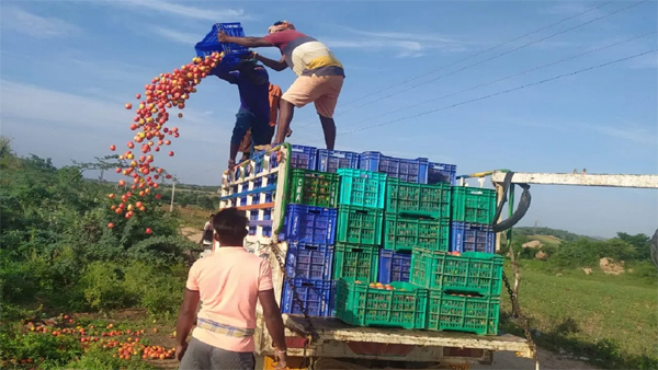 Tomato Price